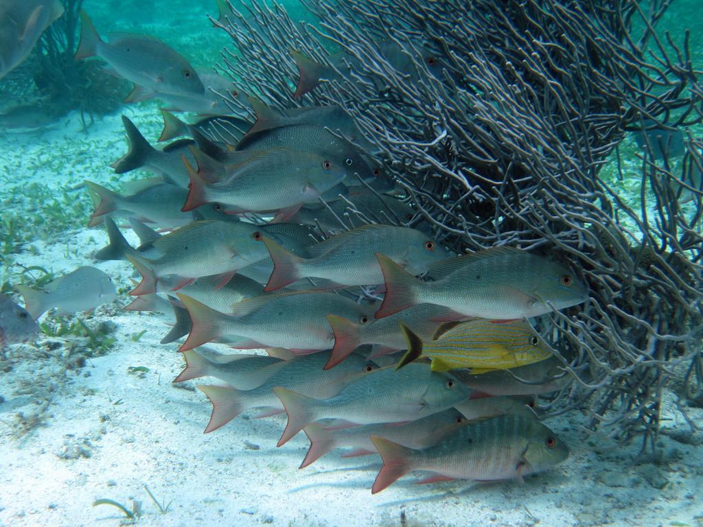Caye Reef Condos Caye Caulker Ngoại thất bức ảnh