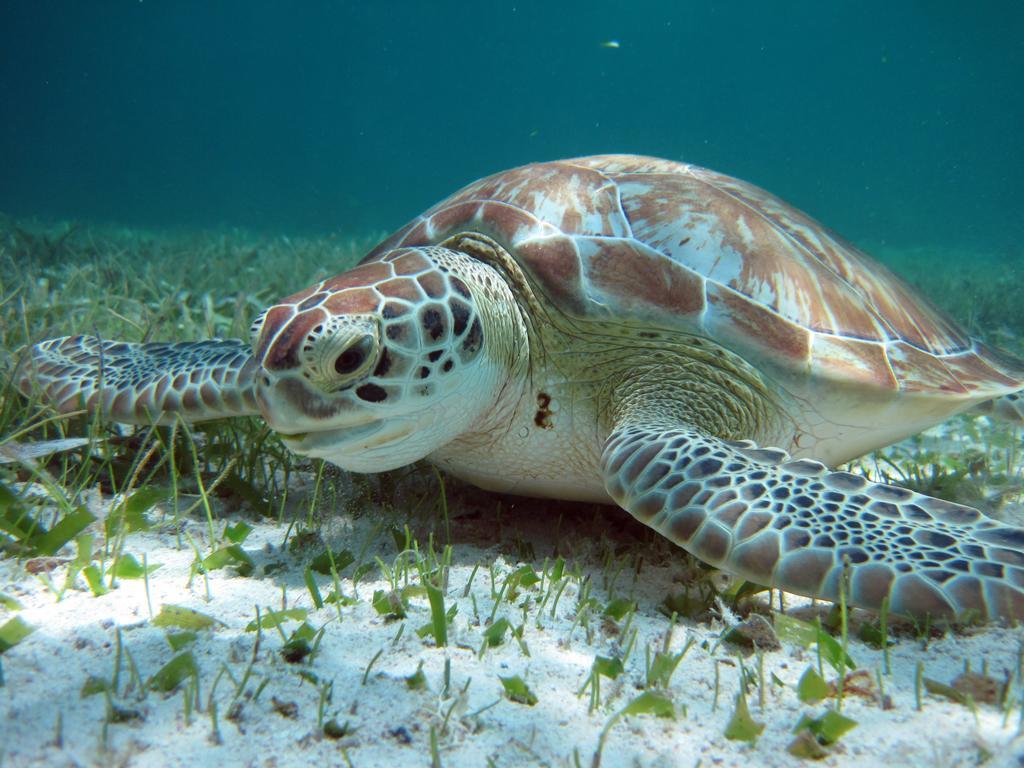 Caye Reef Condos Caye Caulker Ngoại thất bức ảnh
